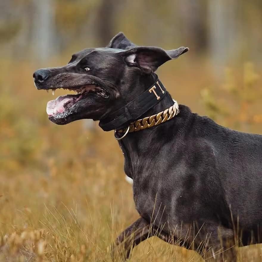 צווארוני כלבי זהב לכלבים גדולים, שרשרת זהב כלבים עבה 32 ממ צווארון שרשרת כלבים מתכתית צווארון נירוסטה